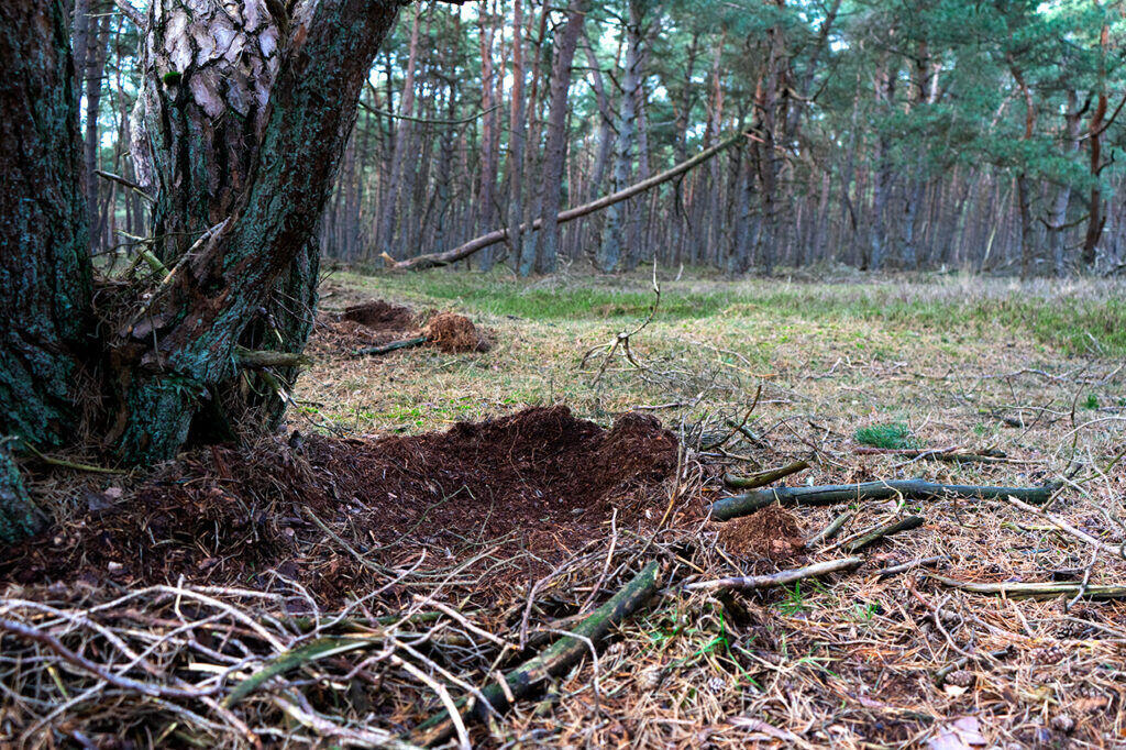 Resting spot boar Ede woods