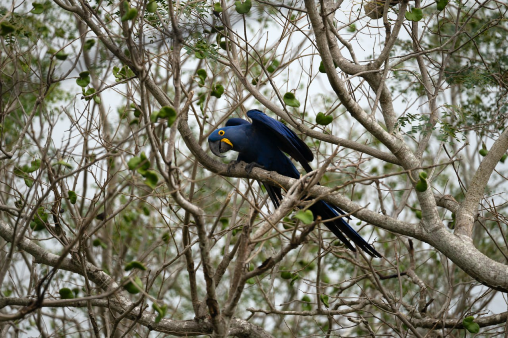 Zes maanden Brazilië — image