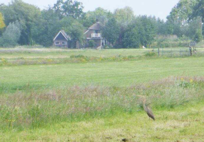 Purperreiger