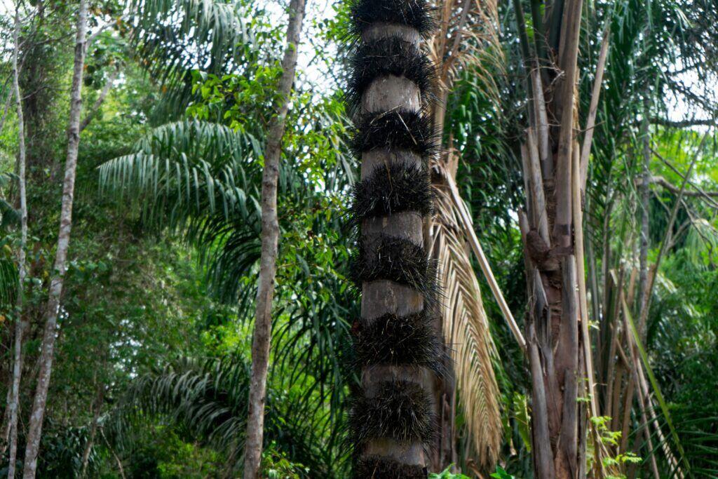 Brazil Amazone jungle palm