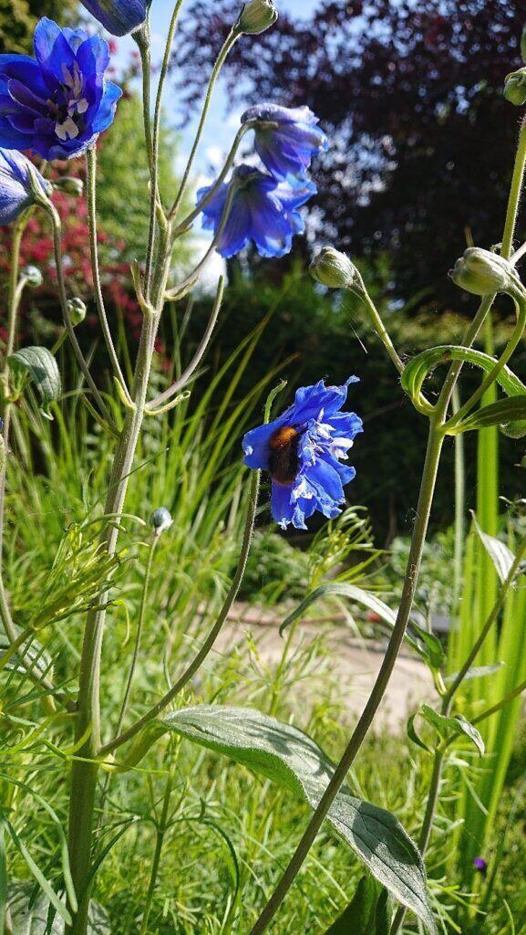 Hommel in de ridderspoor