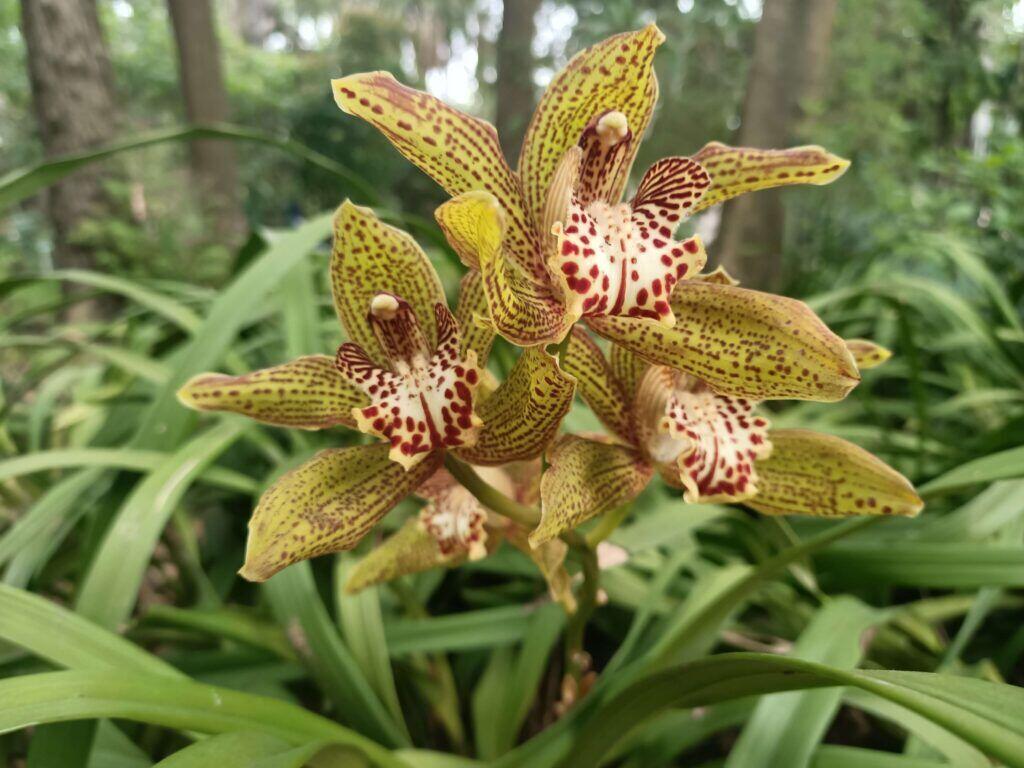 botanical garden