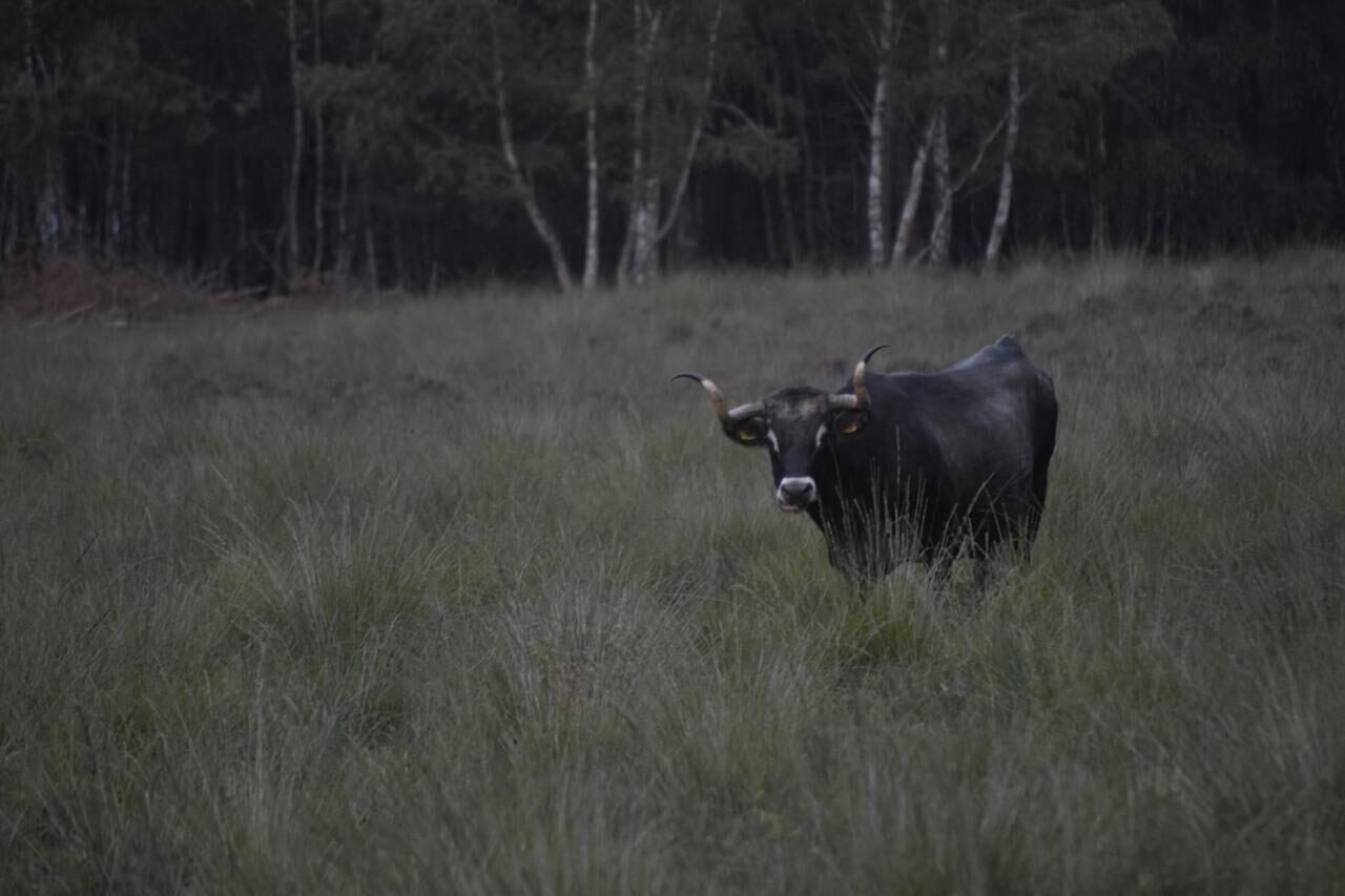 Waar moet je zijn voor Nederlandse natuur
