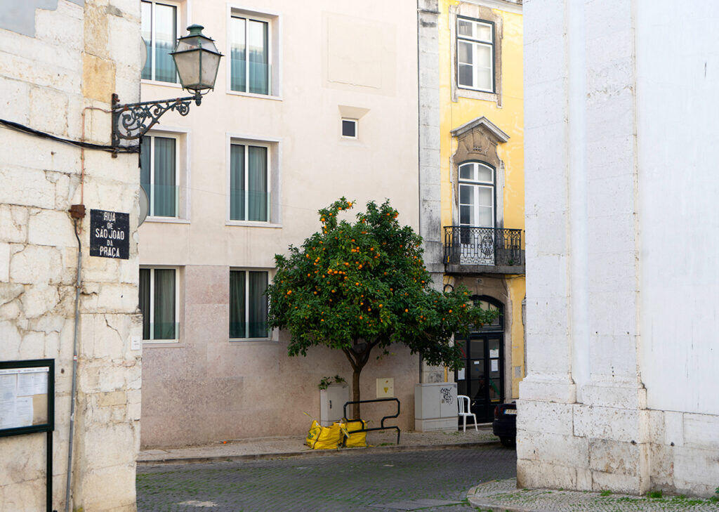 Week 4: Lissabon — Fruit tree Lisbon