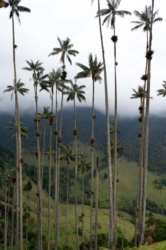Een jaar Latijns Amerika — Colombia cocora valley andes palms
