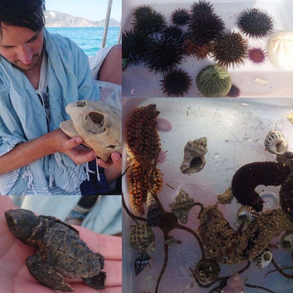 Zon, zee en strand: Zakynthos bezienswaardigheden en vakantietips — sealife compilation