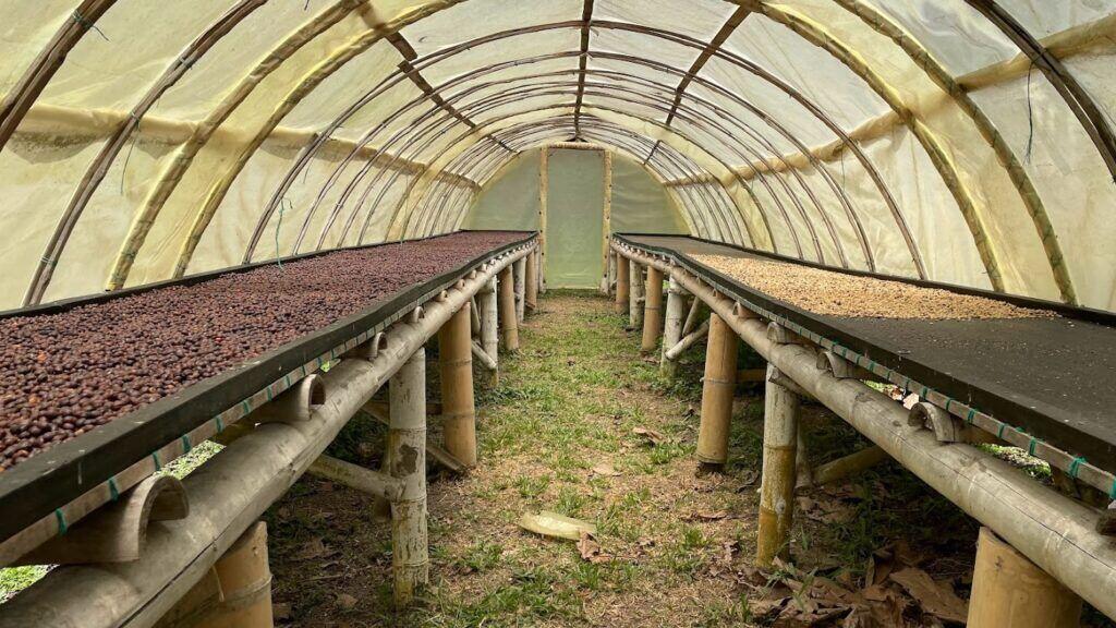 Een jaar Latijns Amerika — Colombia coffee drying