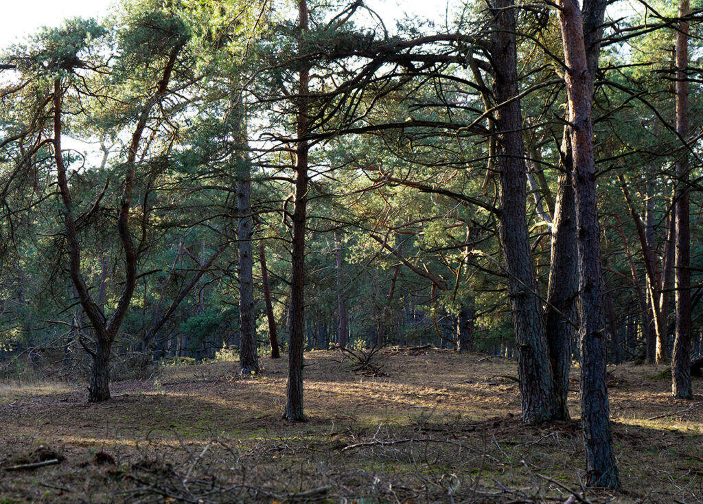 Ik kan uren dwalen in de bossen