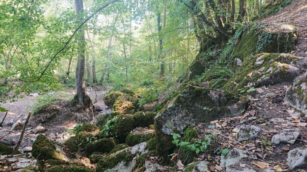 Ardennes Hike Woods